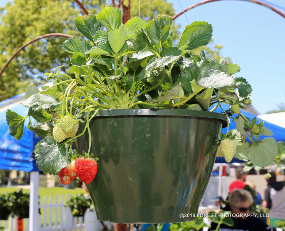 Ponchatoula Strawberry Festival 2018 showcases sweet Louisiana fruit, fun times